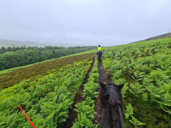 Sinderhope Pony Trekking Centre