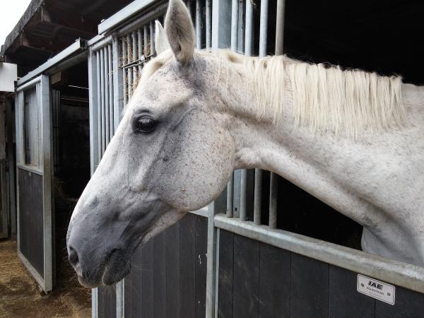 Edinburgh & Lasswade Riding Centre