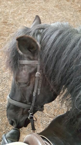 Hitts Barton Equestrian