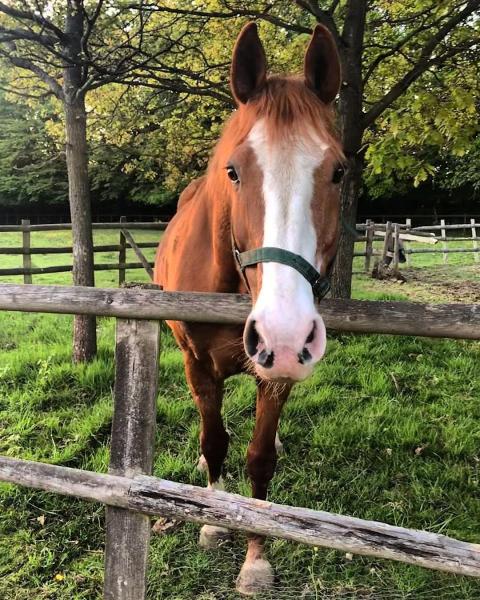 Checkendon Equestrian