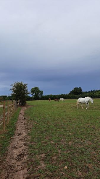 Checkendon Equestrian