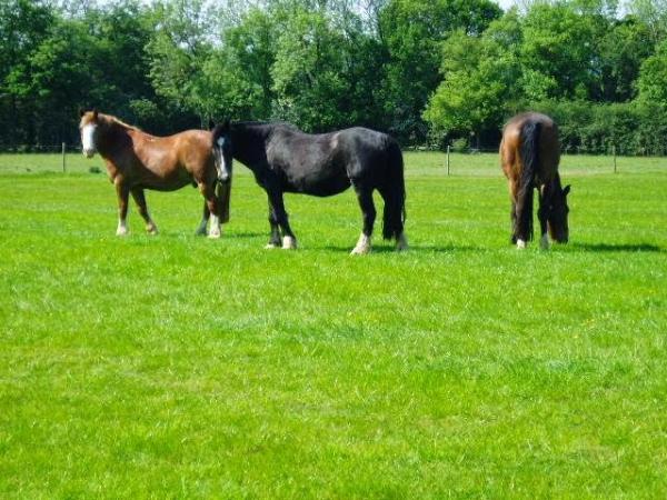 Maple Farm Liveries and Stables