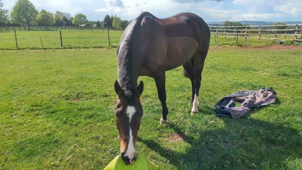 Fairfields Stables