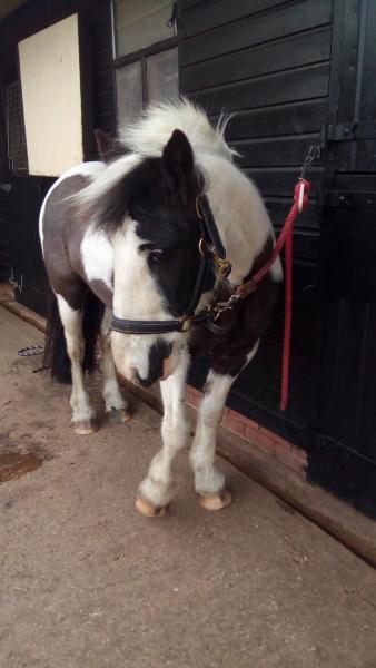 Hall Farm Stables