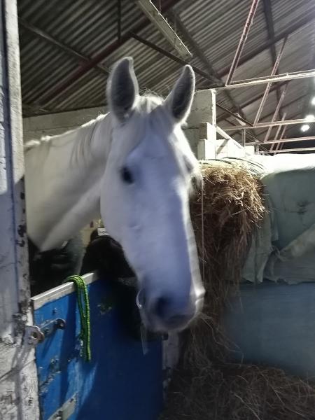 John Shaw Equestrian Centre