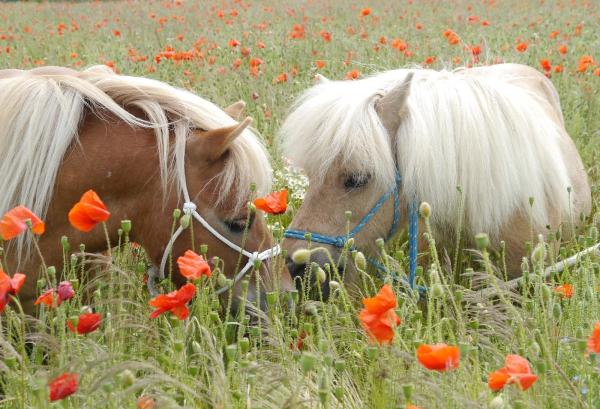 Shetland Pony Club