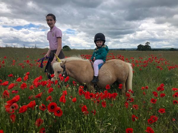 Shetland Pony Club