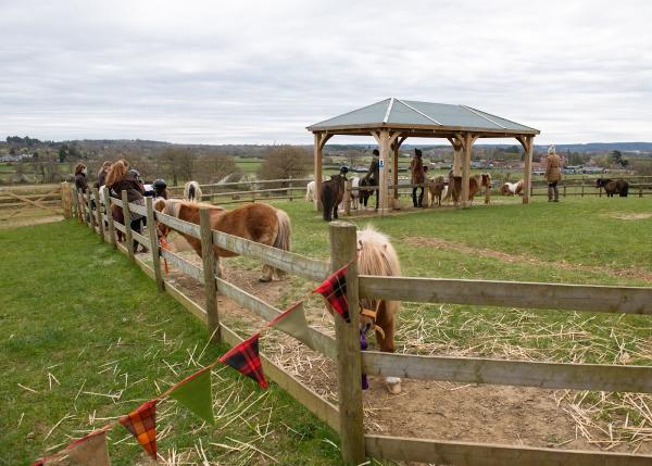 Shetland Pony Club