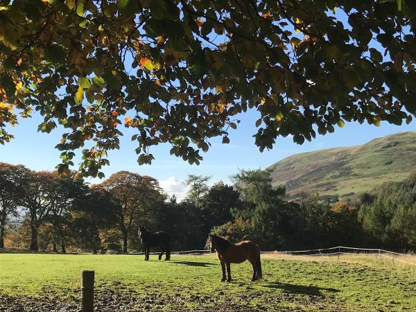 Horse Riding With Confidence Scotland