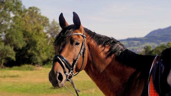 Horse Riding Lessons