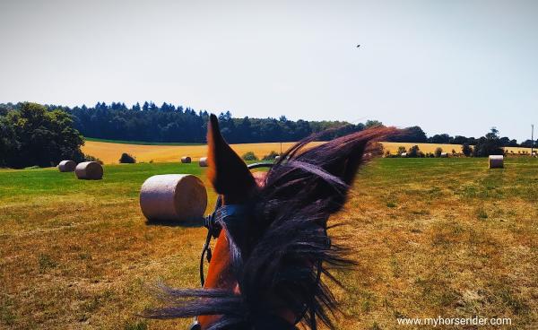 Horse Riding Lessons