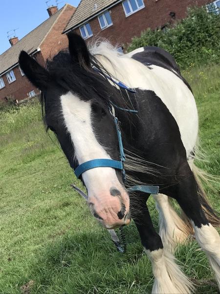 Finchale View Riding School