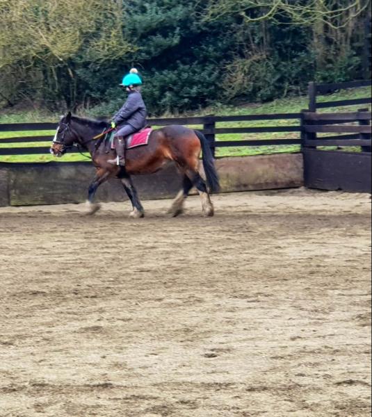 Back Lane Stables