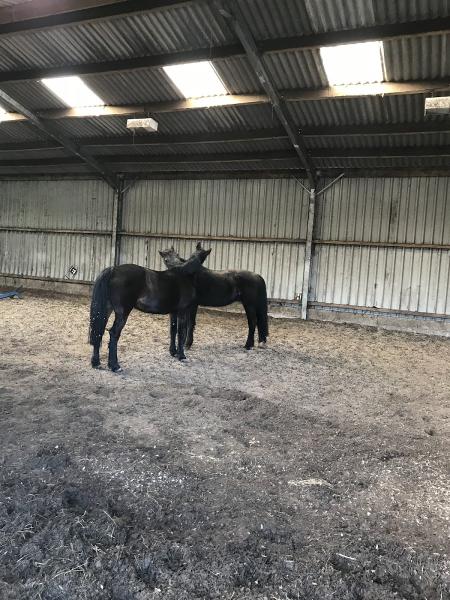 Hayfield Riding School