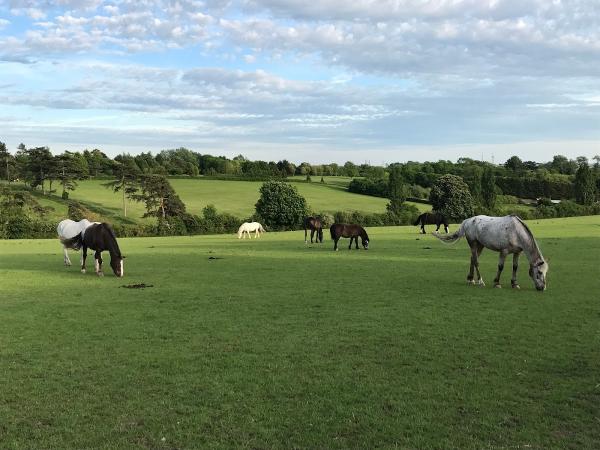 Tinsleys Riding School