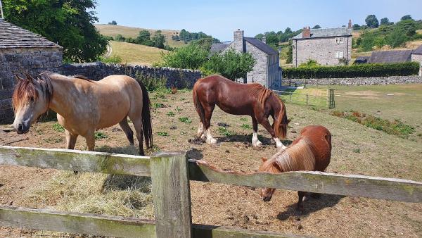 Netherton Hall Holiday Cottages and Livery Yard