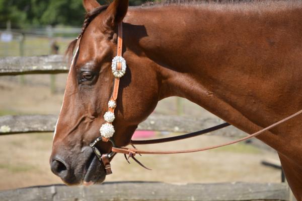 Sterling Quarter Horses