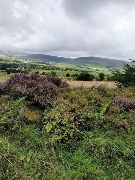 Braeden Pony Trekking Centre