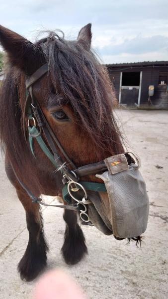 Braeden Pony Trekking Centre