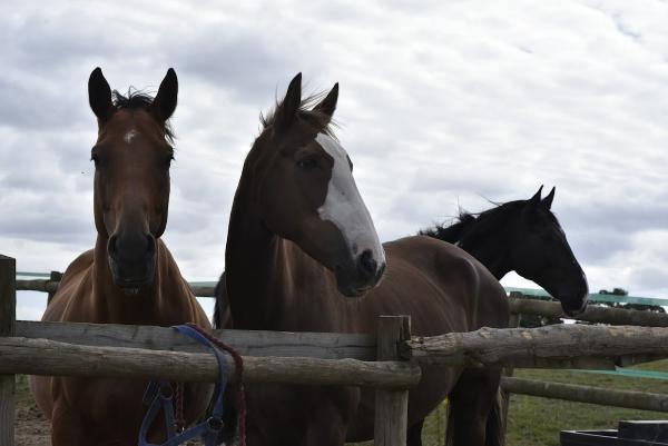 Trent Park Equestrian Centre