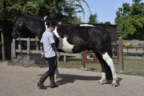 Trent Park Equestrian Centre