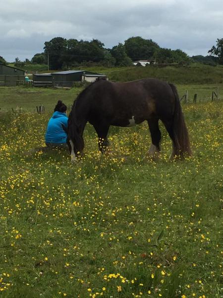 Darcys Equine Assisted Learning Centre CIC