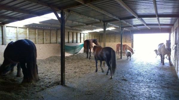 Darcys Equine Assisted Learning Centre CIC