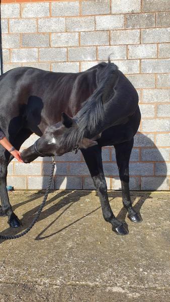 Equine Pilates