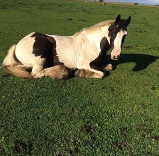 North Lizard Riding School