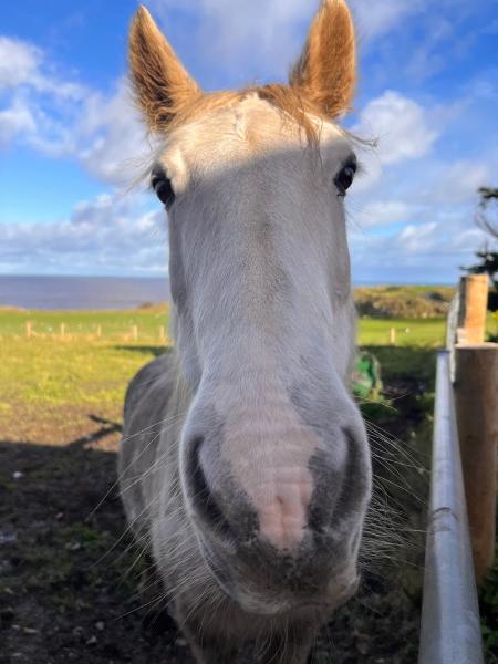North Lizard Riding School