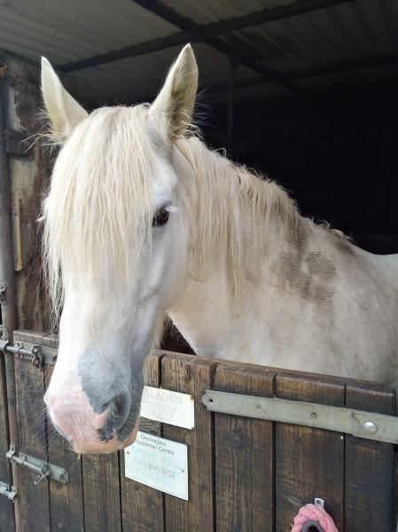 Gleneagles Riding School