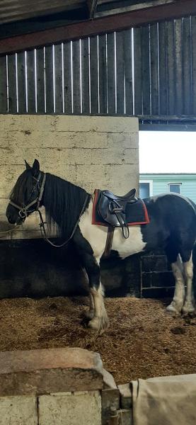 Bank House Equestrian