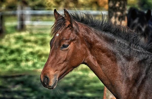 Bosvathick Riding Stables