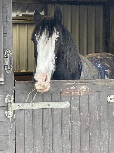 Campsie View Stables