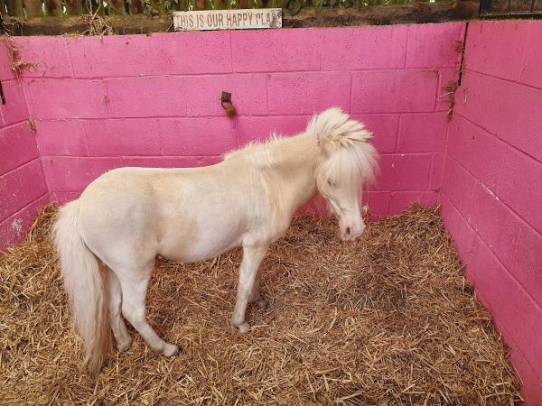 Trentvalley Equestrian Centre LLP