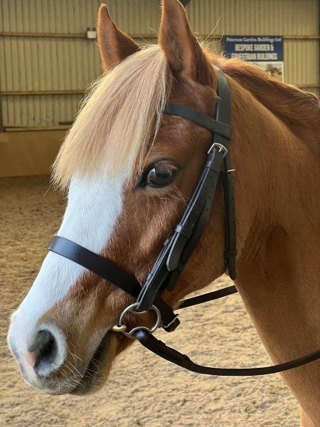 Champfleurie Stables