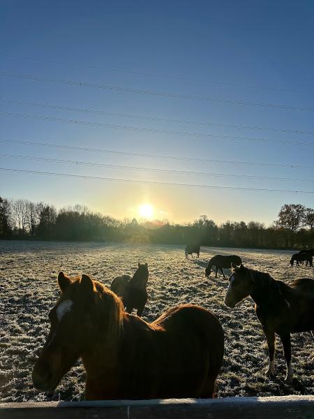 Honeybrook Riding Stables