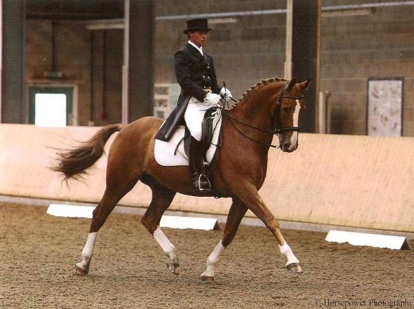 Hurston Dressage and Eventing Livery