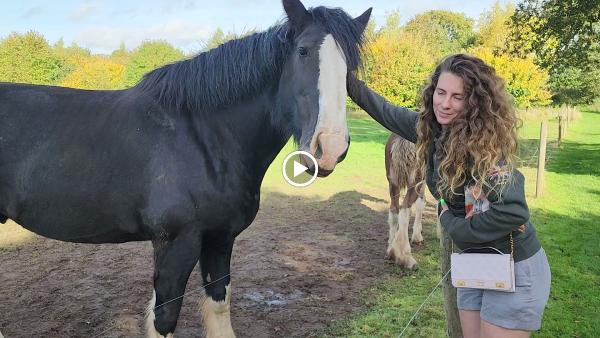 Cotebrook Shire Horse Centre