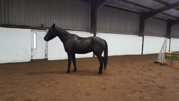 Alsager Equestrian Centre