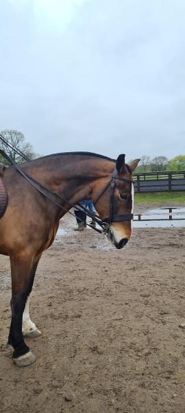 Alsager Equestrian Centre