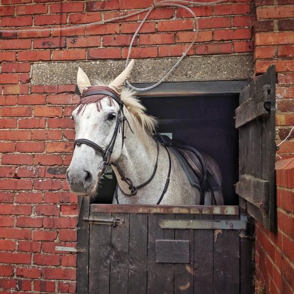 Lulworth Equestrian Centre