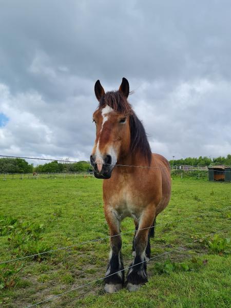 Foxfields Theraputic Riding Centre