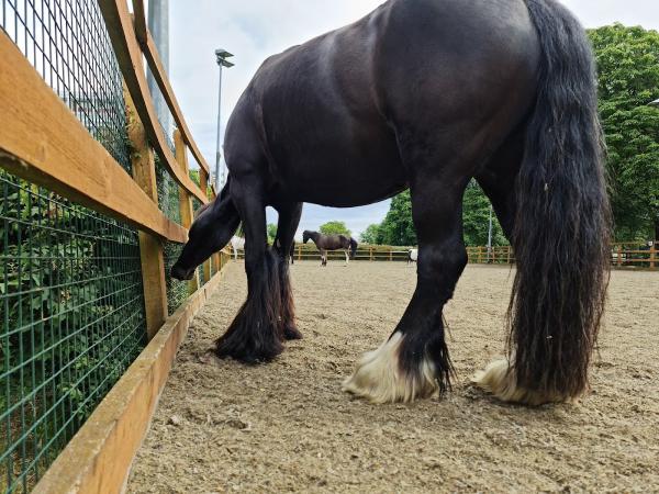 Ebony Horse Club