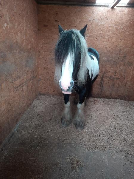 Lads Lodge Riding Centre