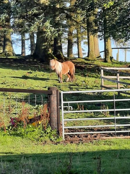 Lads Lodge Riding Centre