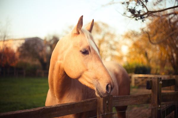 Westwood Livery & Stables