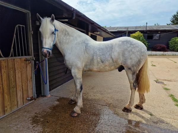 Westwood Livery & Stables