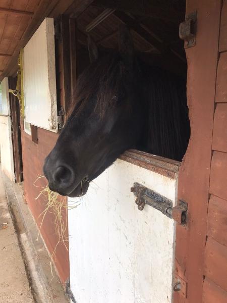 Hunterfield Riding School