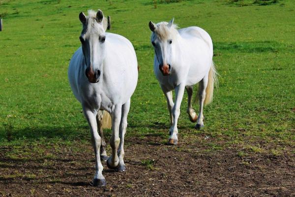 Palmers Riding Stables